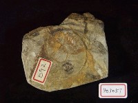 藏品(頭足類化石)的圖片